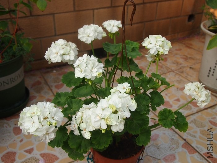 ����P5170339.JPG.jpg