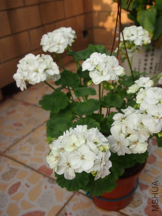 P5300549_����.jpg