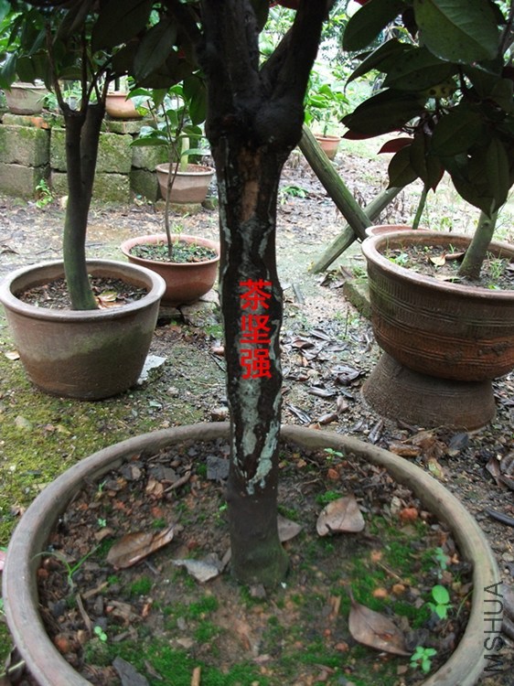 DSCF7886_����.jpg