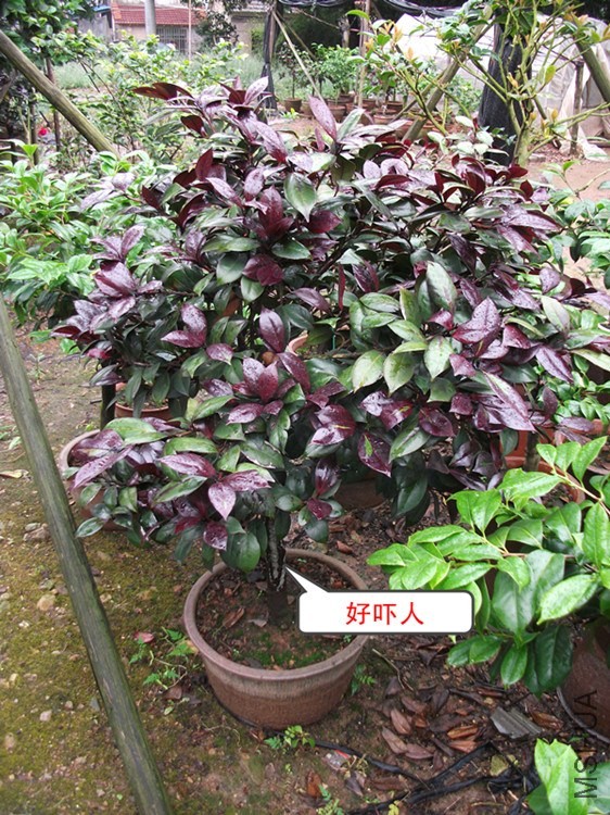 DSCF7887_����.jpg