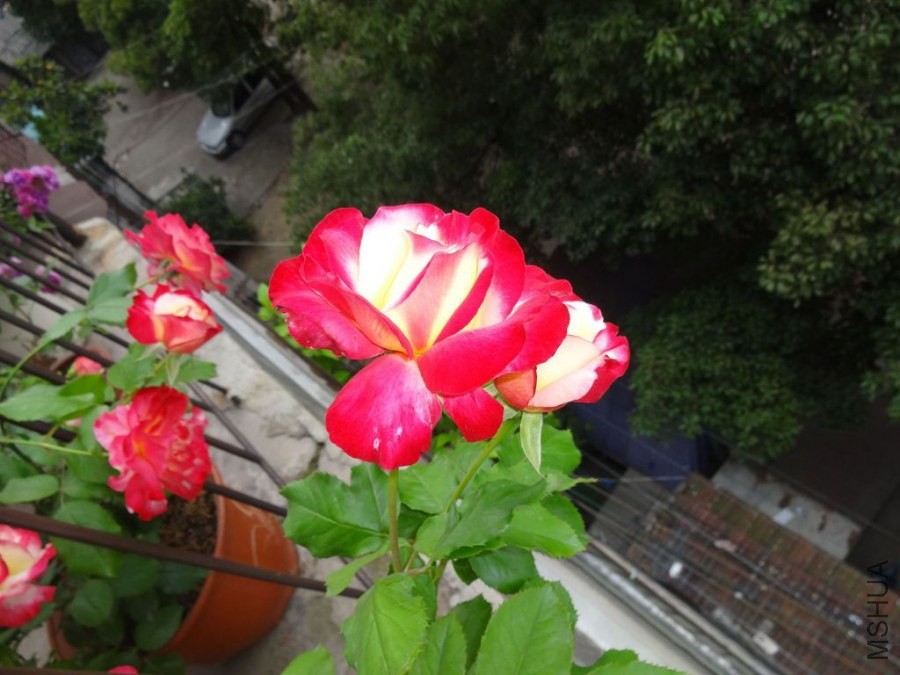DSC02698.JPG