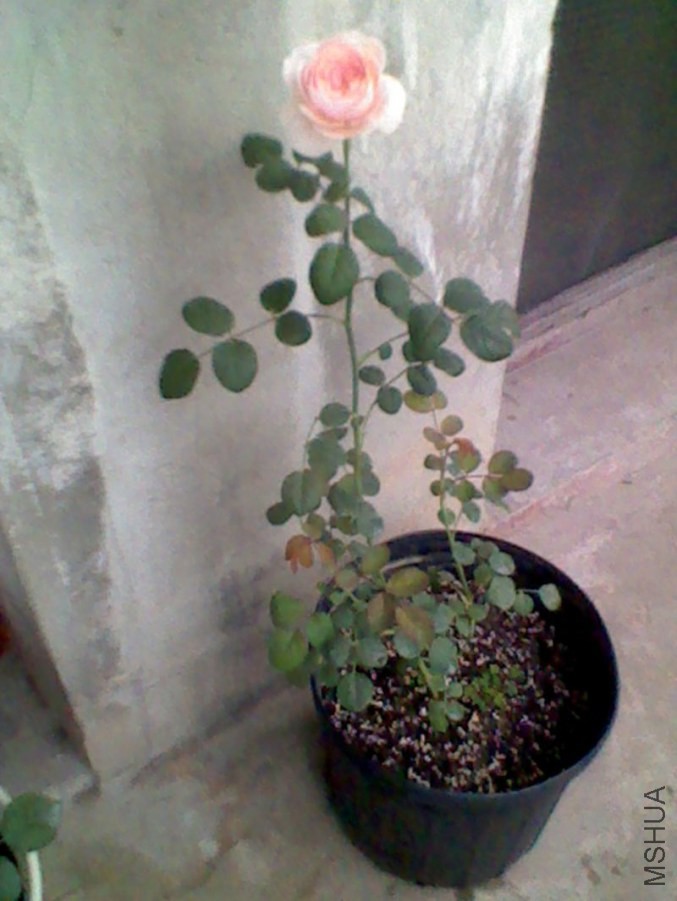 Img12_2012-05-07.JPG