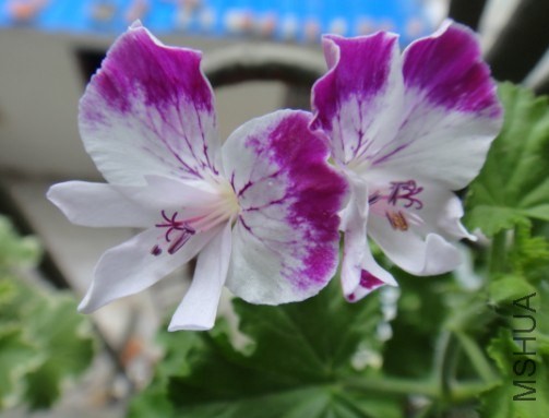 QQ��ͼ20140531113311.jpg