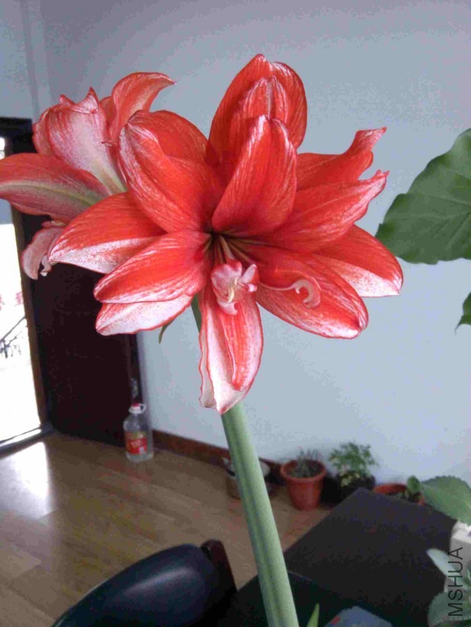 IMG����Ů��.jpg