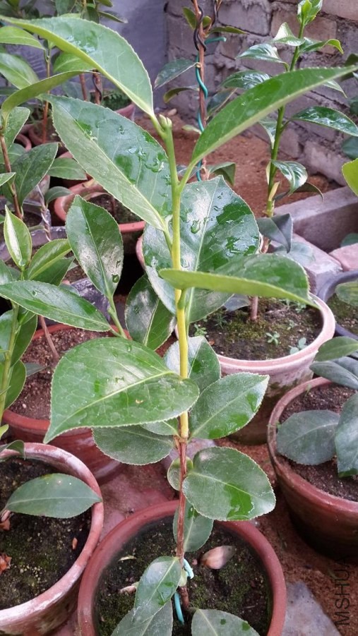 20140531_155258.jpg