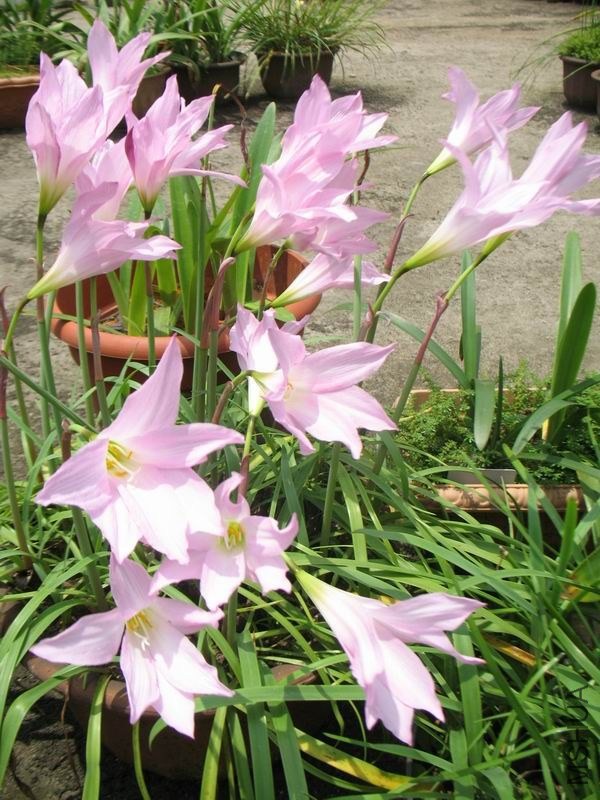 ������С IMG_7673.JPG