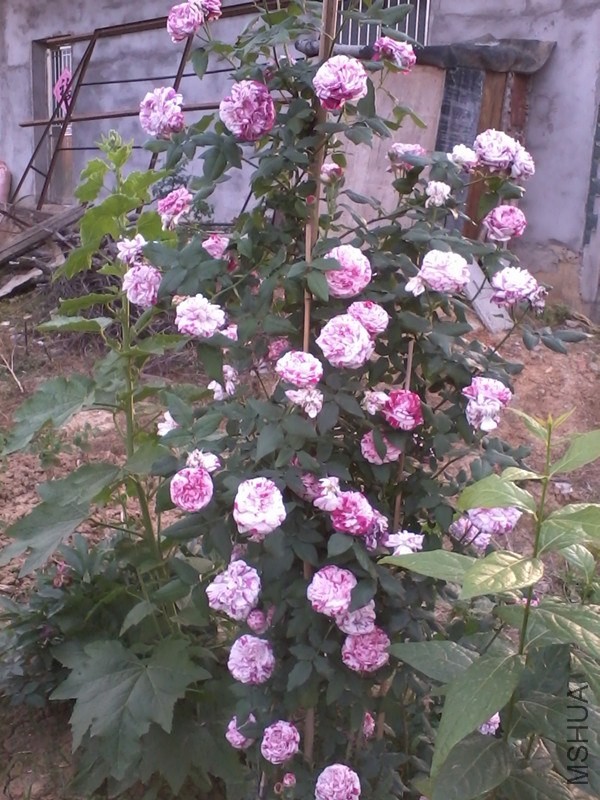 2013-12-28 00.30.54_����.jpg