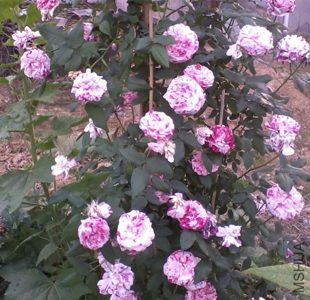 2013-12-28 00.31.52_����.jpg