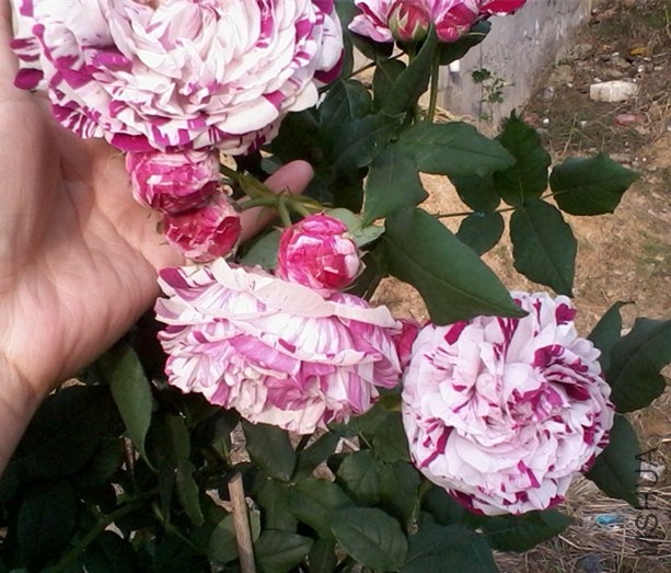 2013-12-22 14.05.56_����.jpg