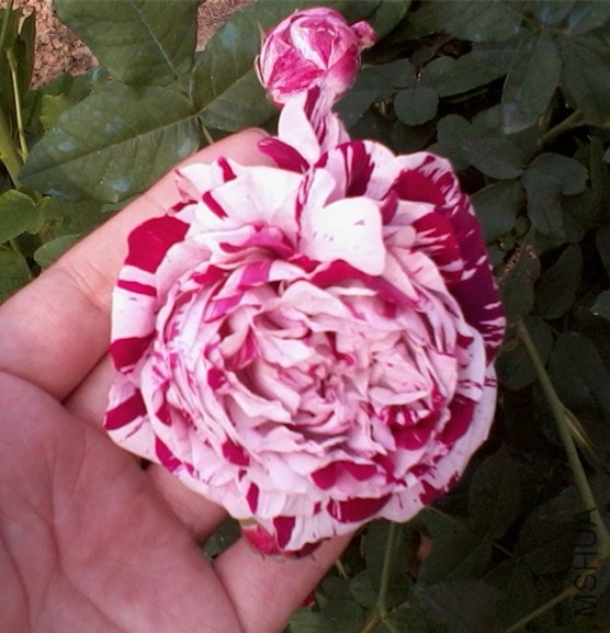 2013-12-22 14.05.34_����.jpg