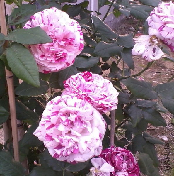 2013-12-28 00.32.06_����.jpg