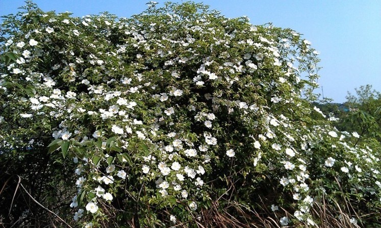 IMAG0234.jpg