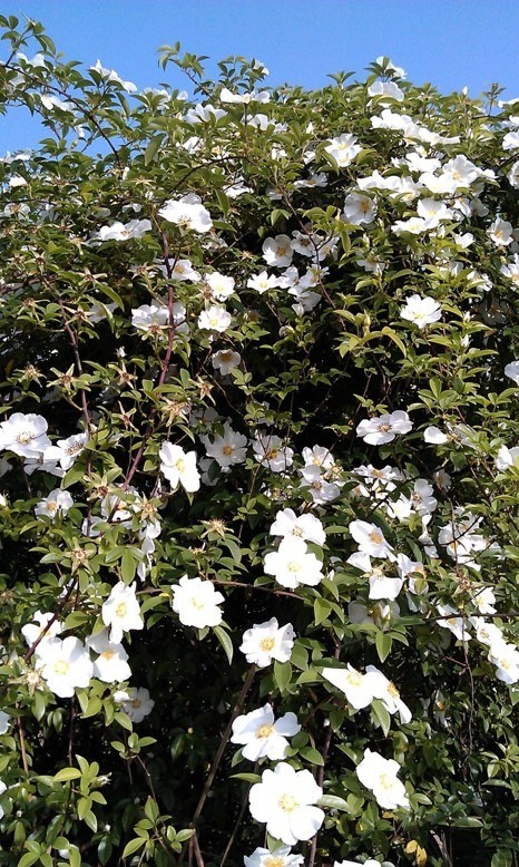 IMAG0235.jpg