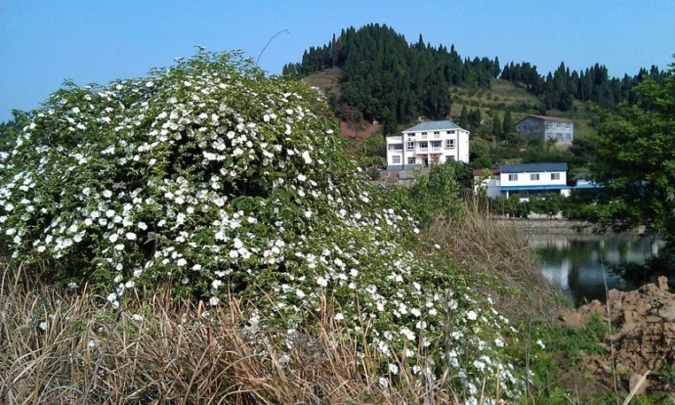 IMAG0239.jpg