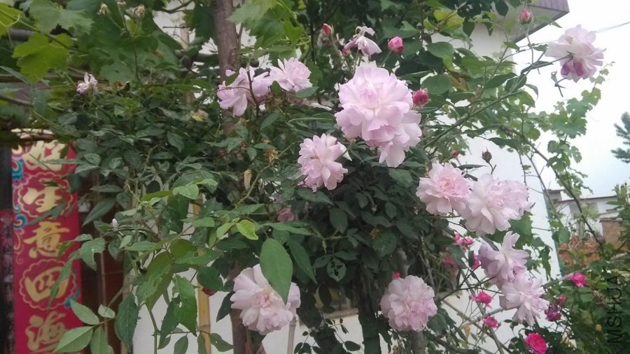 Ǿޱ1.jpg