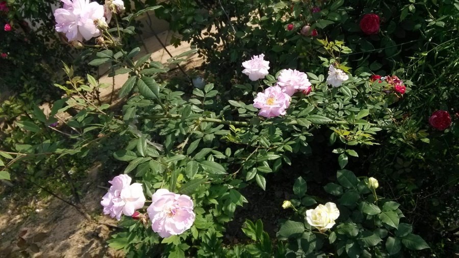 Ǿޱ2.jpg