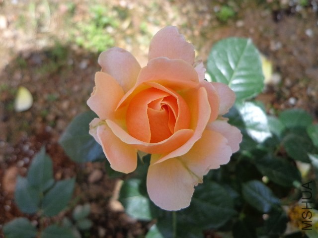 DSC01910.JPG