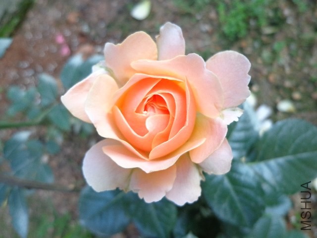 DSC01923.JPG