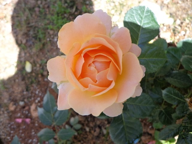 DSC01980.JPG