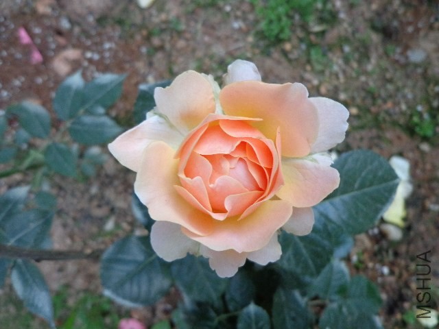 DSC01992.JPG