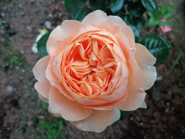 DSC02010.JPG