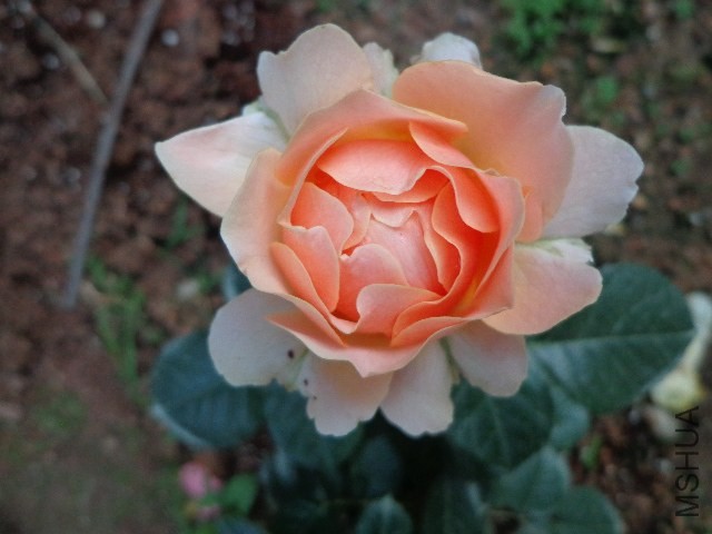 DSC02006.JPG