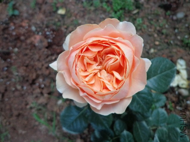 DSC02055.JPG