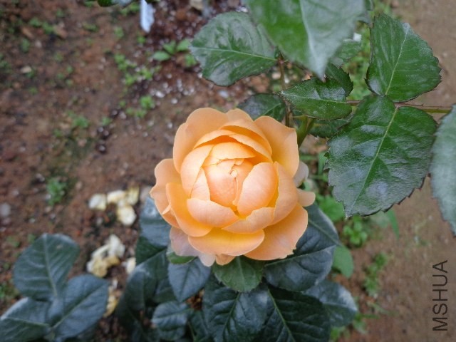 DSC02113.JPG