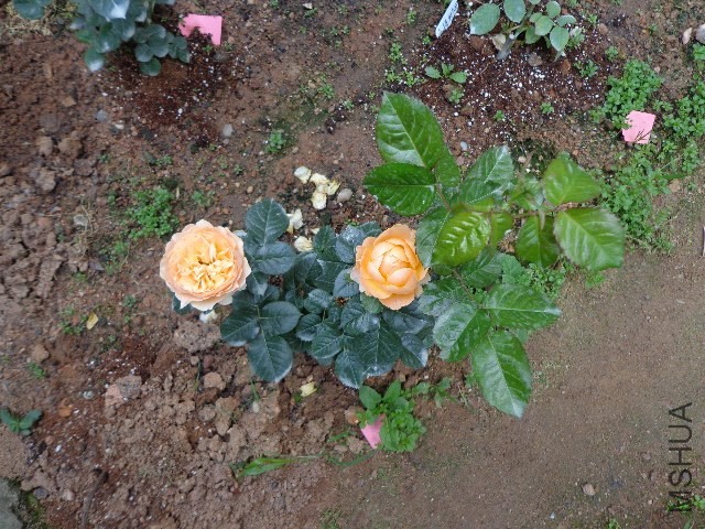 DSC02114.JPG