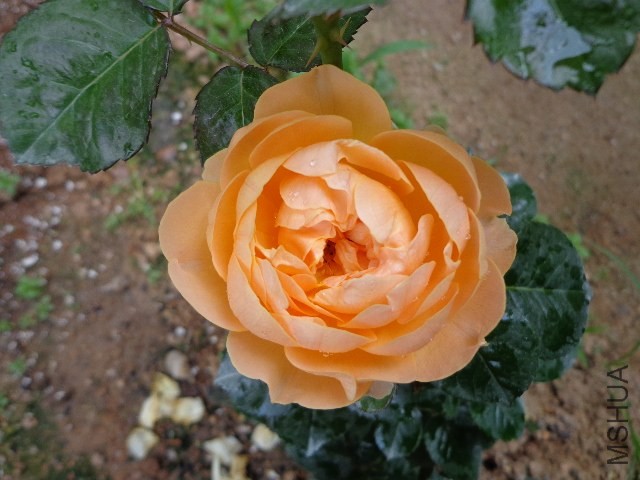 DSC02229.JPG