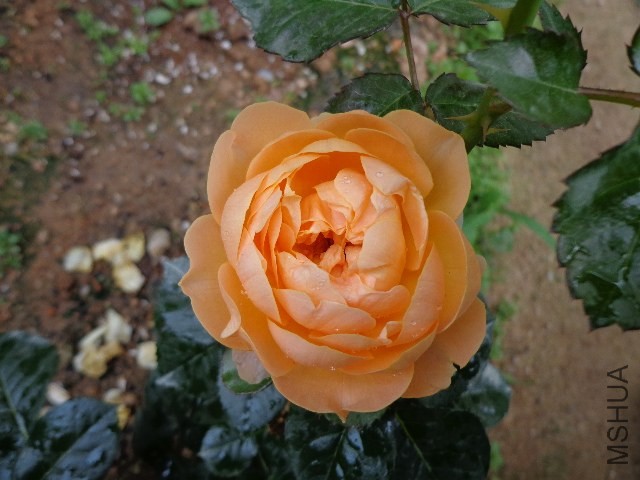 DSC02228.JPG