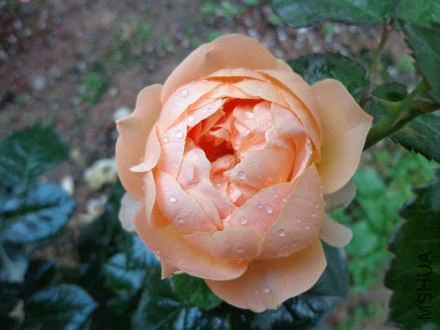 DSC02277.JPG