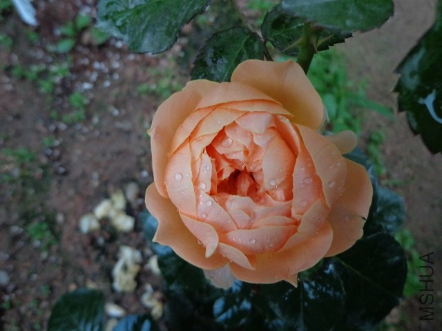 DSC02276.JPG