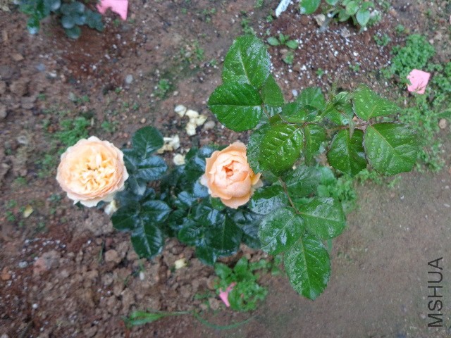 DSC02278.JPG