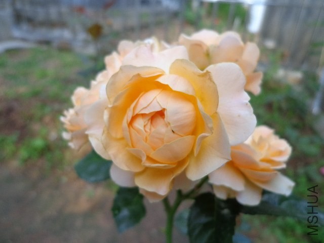 DSC02705.JPG