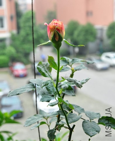 ��������Ļ���