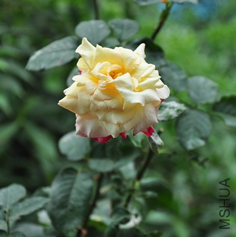 DSC_5062_����.jpg