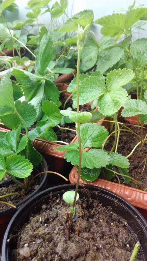 30CM����