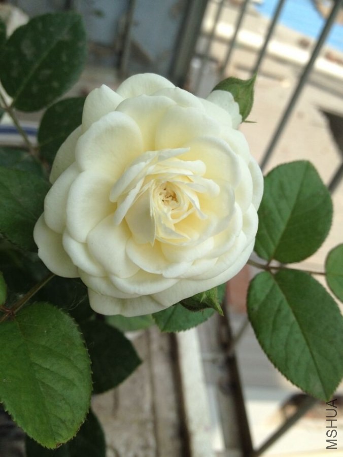 QQͼƬ20140603101651.jpg