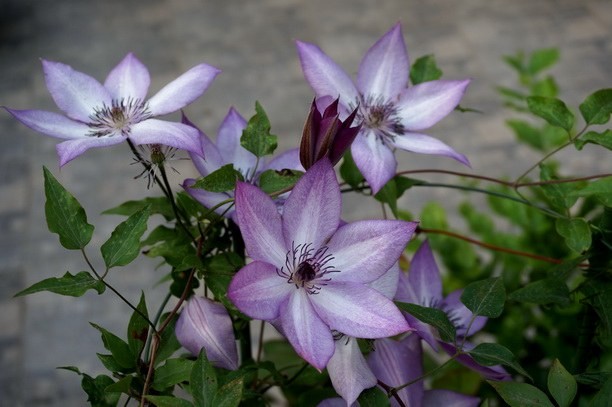 DSC03967.jpg