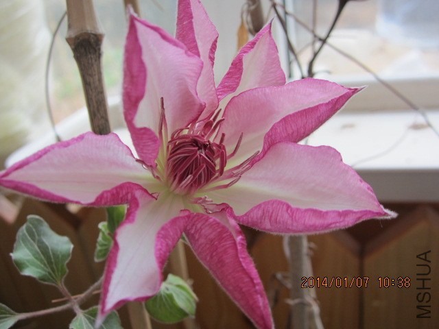 2014.1.7.1.JPG