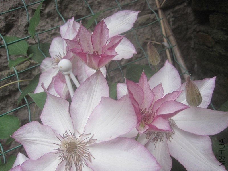 ��Ƭ 6904543_����.jpg