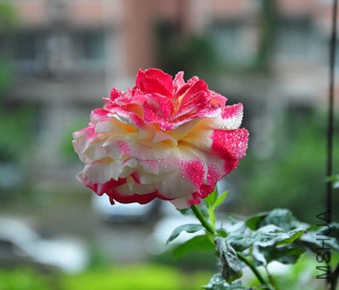 DSC_5070_����.jpg