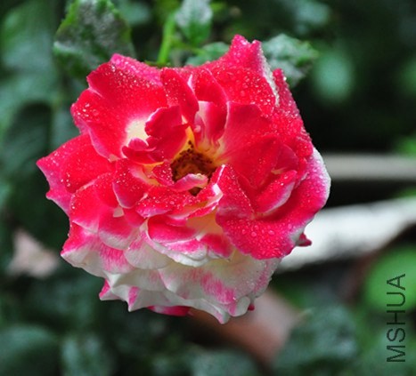 DSC_5068_����.jpg