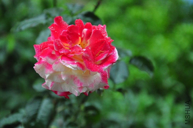 DSC_5069_����.jpg