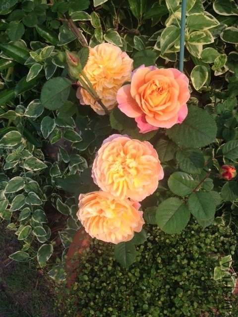 ��Ƭ201405 (8).jpg