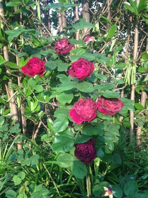 ��Ƭ 201405(9).jpg