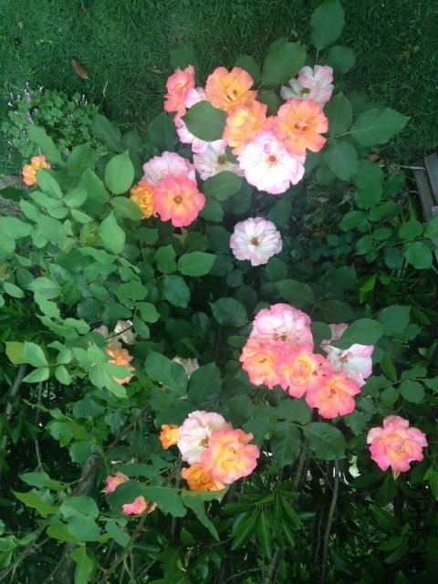 ��Ƭ 201405(13).jpg