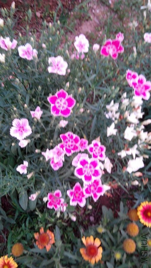IMG_20140525_185428.jpg