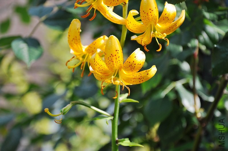 DSC_0088.jpg